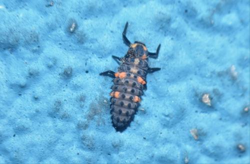 Coccinella septempunctata